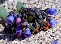 mertensia maritima